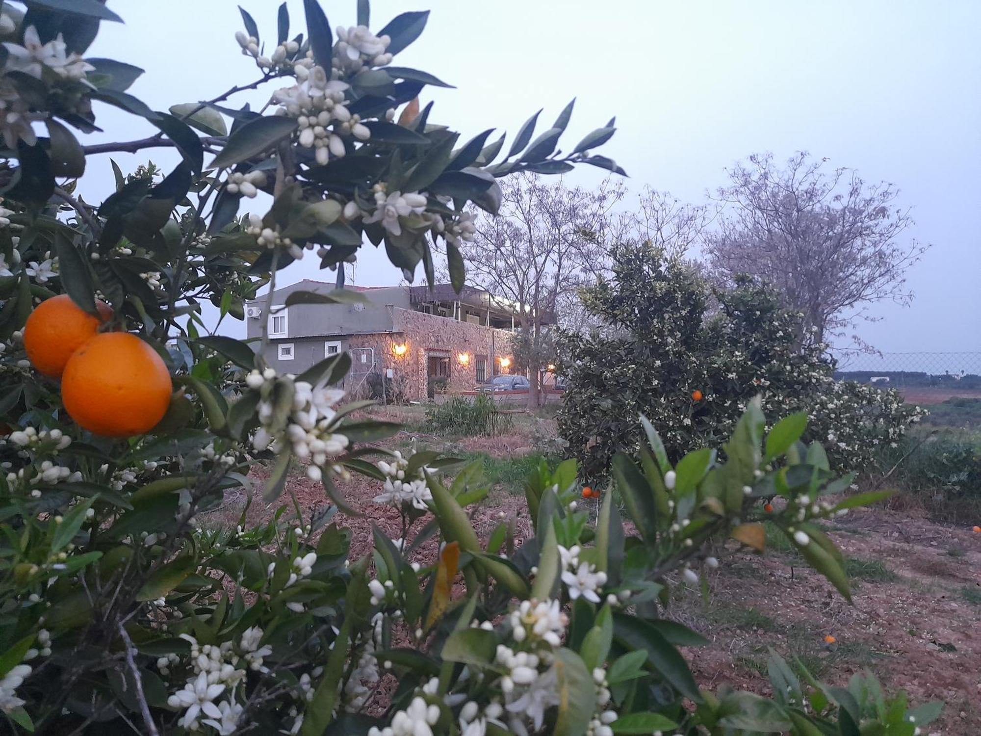 בדאחוז Hostal Entreolivos מראה חיצוני תמונה